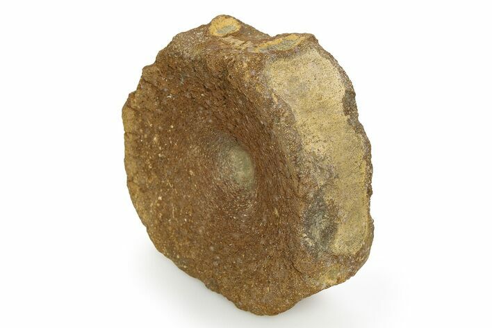 Fossil Ichthyosaur (Brachypterygius) Vertebra - England #351041